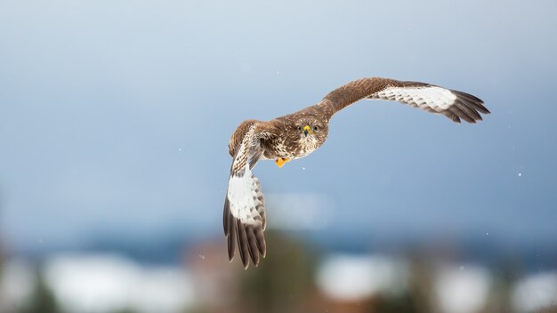 写真 冬に空を飛ぶ雄大なノスリ。