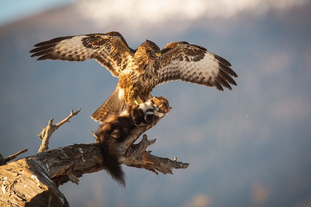 Majestic common buzzard landing on branch with a kill of marten in claws