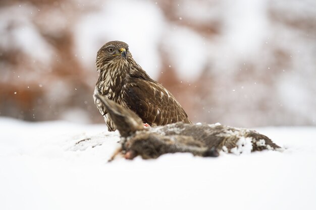 Majestic common buzzard sitting on a meadow next to dead prey in winter