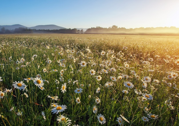 Majestic daisy field and beautiful summer sunset.