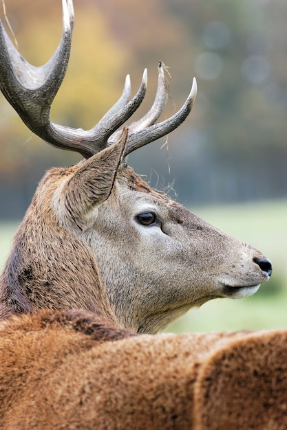 Majestic deer in alert in autumn