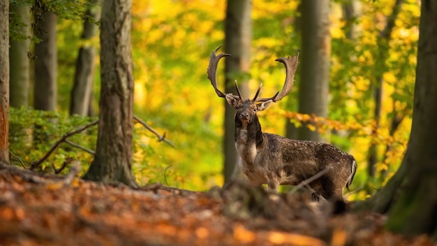 Majestic deer standing in forest in autumn