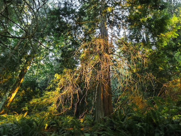 Foto maestosa foresta a washington