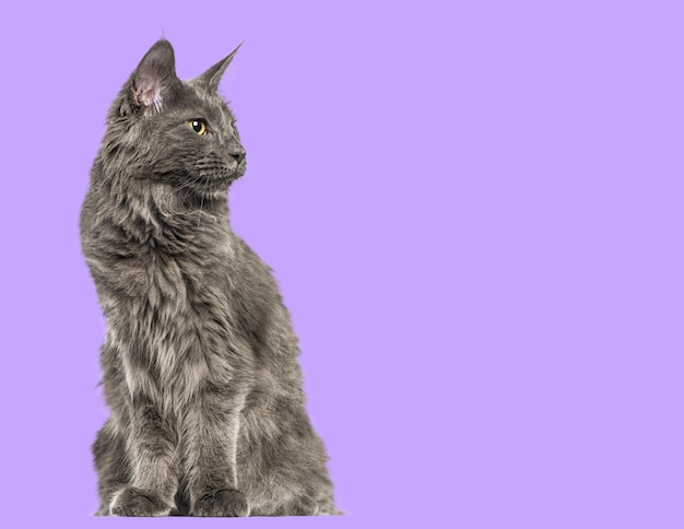 Majestic grey cat looking proudly into the distance on a purple background