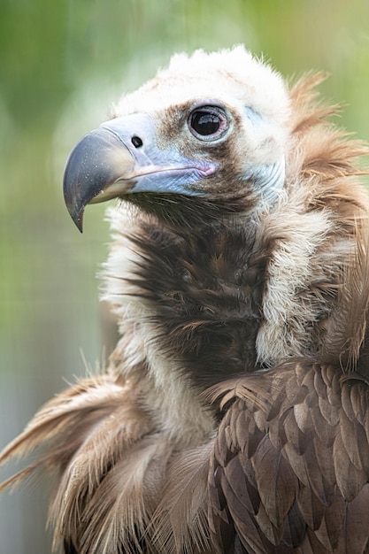 Majestic Gyps Portrait Unveiling the Regal Beauty of the Bird