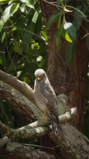 Photo majestic hawk in the trees