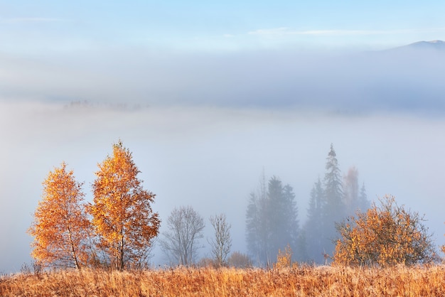 Maestoso paesaggio con alberi d'autunno nella foresta nebbiosa. carpazi, ucraina, europa. mondo della bellezza.