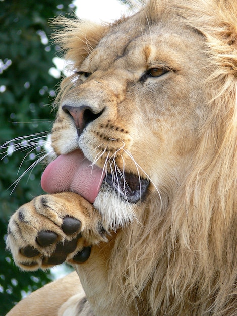 A majestic lion sitting on a wooden platform