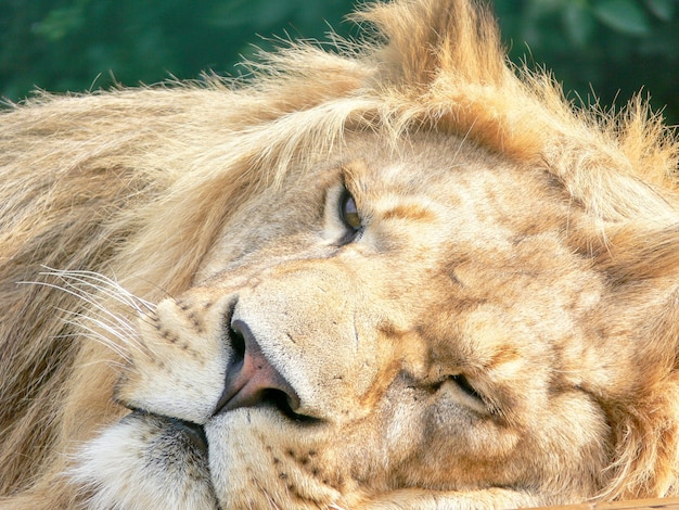 Un maestoso leone seduto su una piattaforma di legno