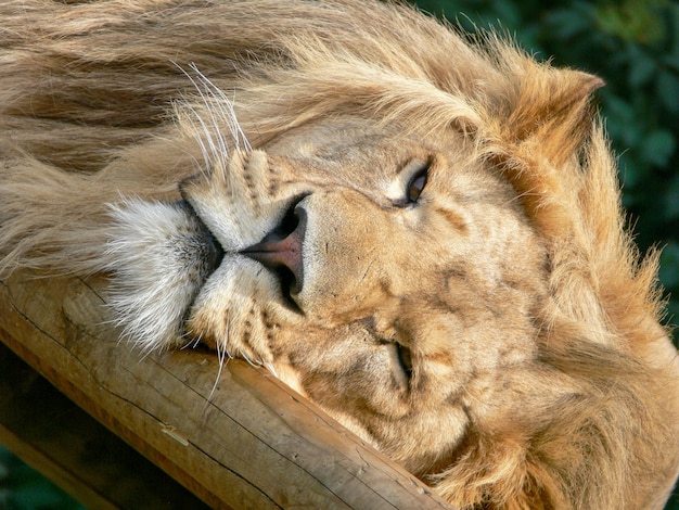 Photo a majestic lion sitting on a wooden platform