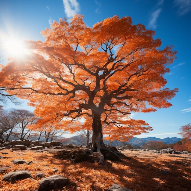 Majestic Maples Herfstlandschap Foto