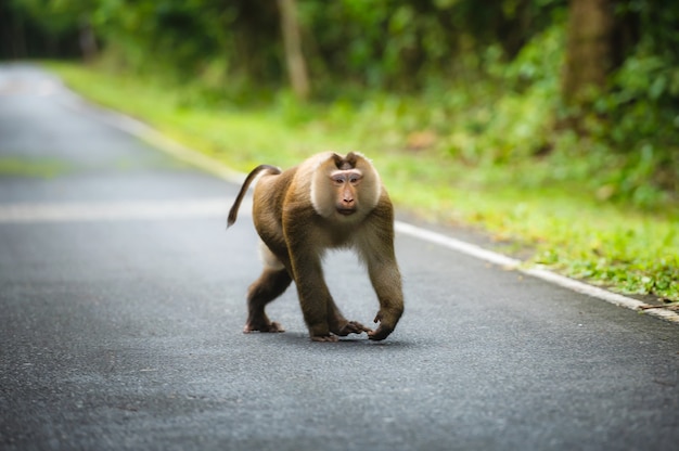 Majestic monkeys, monkeys in a fertile tropical forest in Khao Yai National Park, Thailand UNESCO World Heritage Forest Area. Monkeys in the forest of Khao Yai.