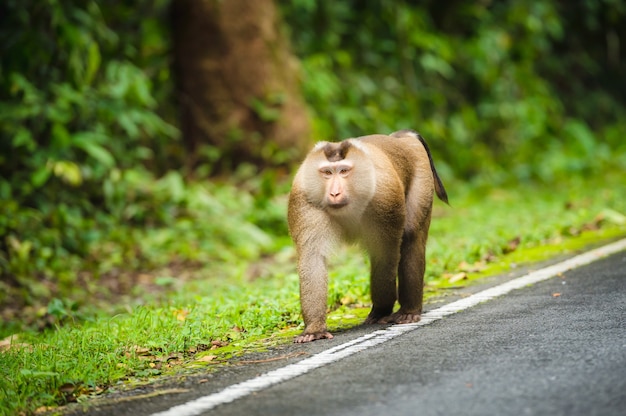 Majestic monkeys, monkeys in a fertile tropical forest in Khao Yai National Park, Thailand UNESCO World Heritage Forest Area. Monkeys in the forest of Khao Yai.