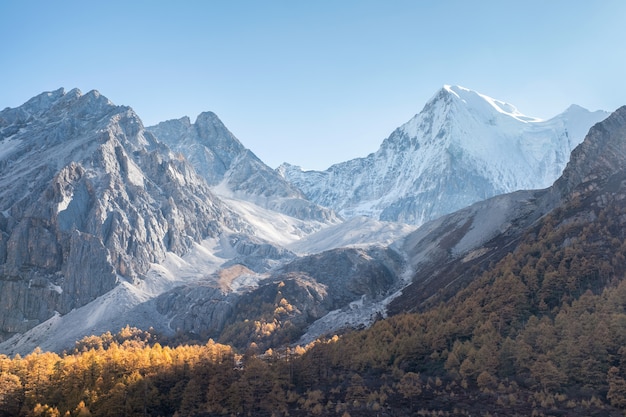 Величественная горная цепь, сияющая сосновым лесом утром