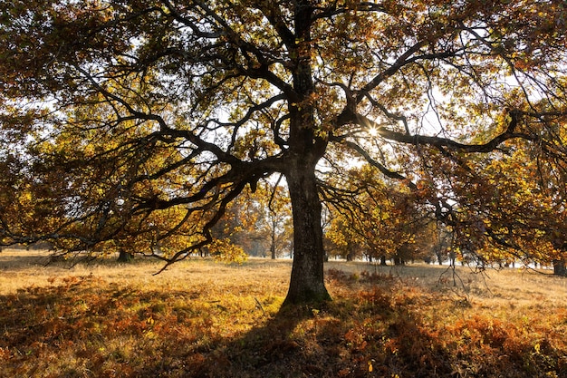 Majestic oak tree with large branches growing on a meadow in autumn