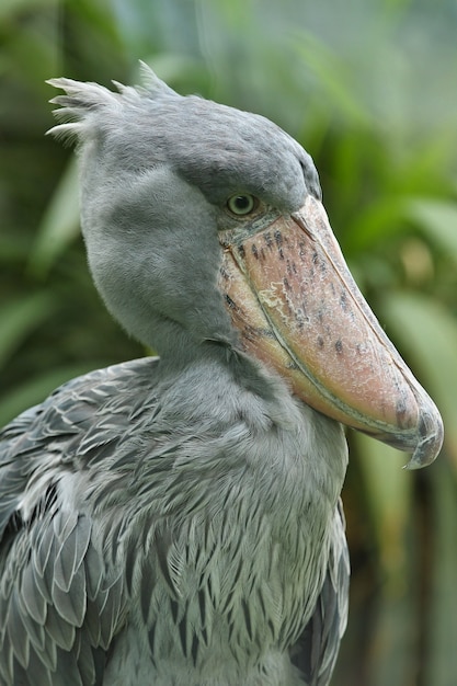 Majestic prehistorical shoebill bird