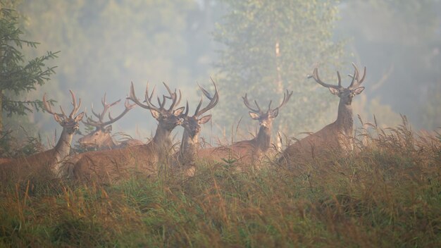 Majestic red deer herd standing on glade in morning mist