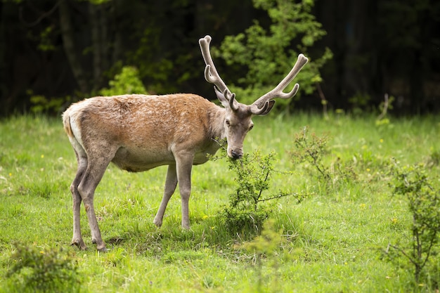 Majestic red deer stag with antlers in velvet feeding on bush