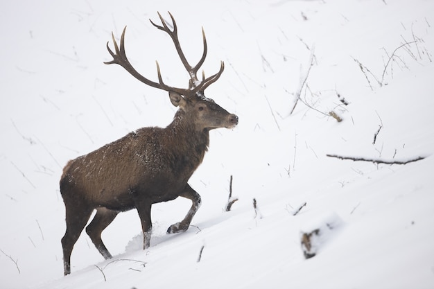 Majestic red deer wading on snow in winter