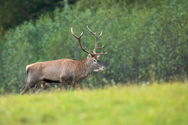 Majestic red deer walking on a green meadow with forest in background