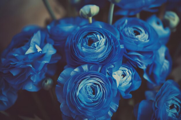 Majestic Royal Blue Ranunculus Flowers in Dramatic Lighting