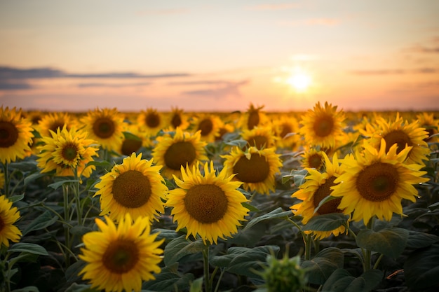 Majestic rural landscape of golden sunflowers blooming in the endless field just before sun touches horizon