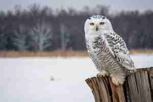 Photo majestic snowy owl perched in a winter scene