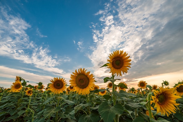 Majestic sunset on agricultural landscape, farming view with sunflowers field and beautiful sky
