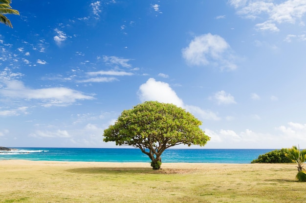 해안의 화려함 속에 있는 장엄한 나무