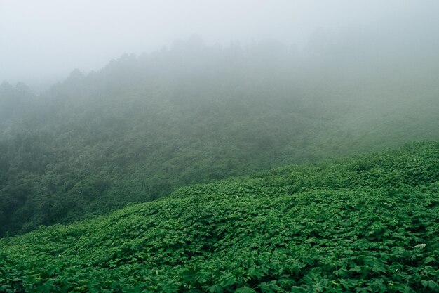 朝の霧の中の緑の茂みの壮大な景色