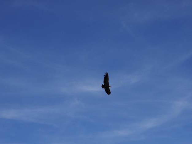 Majestic vulture flying in a blue sky with some white clouds