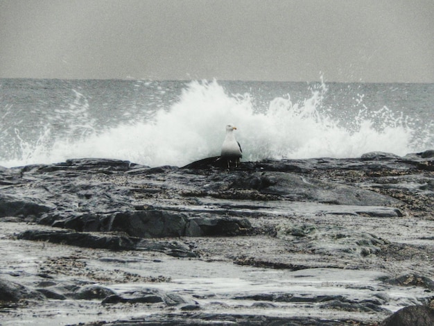 Photo majestic waves crashing against rocks