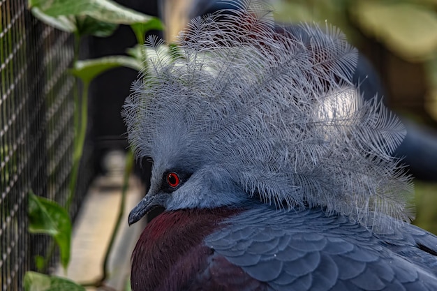 Photo majestic western crowned pigeon perched serenely at a bird sanctuary during daytime
