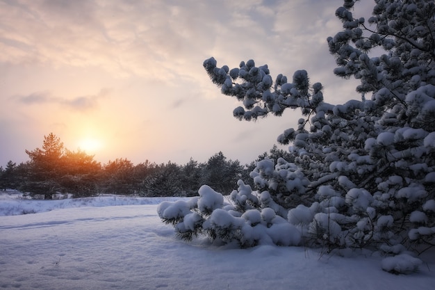 Величественные белые ели, покрытые инеем и снегом, светящиеся солнечным светом. Живописная и шикарная зимняя сцена. Синяя тонировка.
