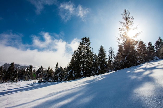 Majestic white spruces glowing by sunlight. Picturesque and gorgeous wintry scene.