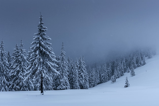 雄大な冬の風景、雪に覆われた木と松の森。黒い雲が低く、嵐の前に穏やかなドラマチックなシーン