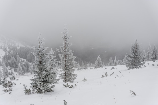 Majestic winter landscape with trees in snow