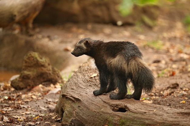 Majestic wolverine in front of the colourful background