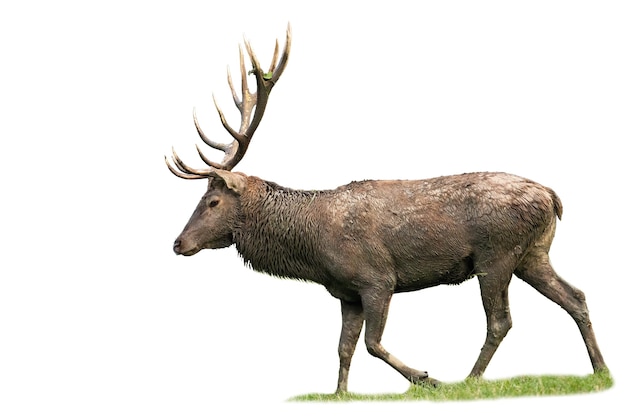 Majestueus edelhertenmannetje lopen op gras geïsoleerd.