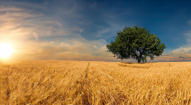 majestueus geel tarweveld met een boom op de achtergrond