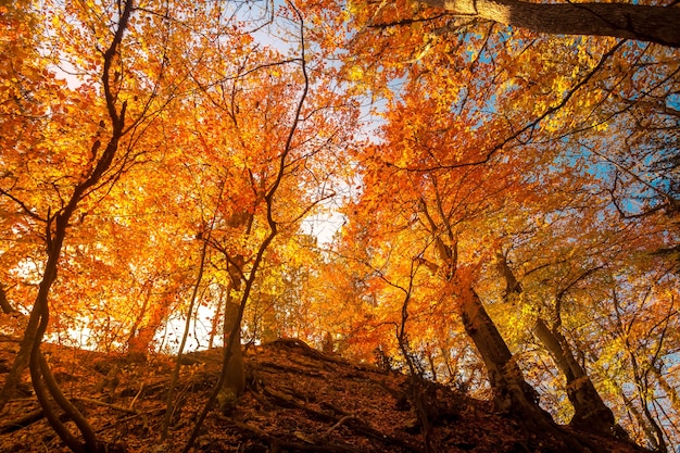 Majestueus kleurrijk bos met zonnige balken. Heldere herfstbladeren. Karpaten, Oekraïne, Europa. schoonheid wereld