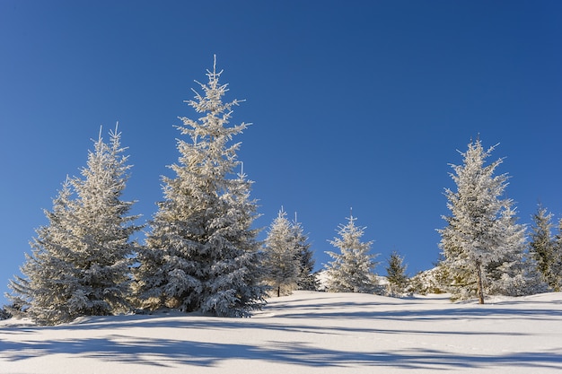 Majestueus winterlandschap met bomen