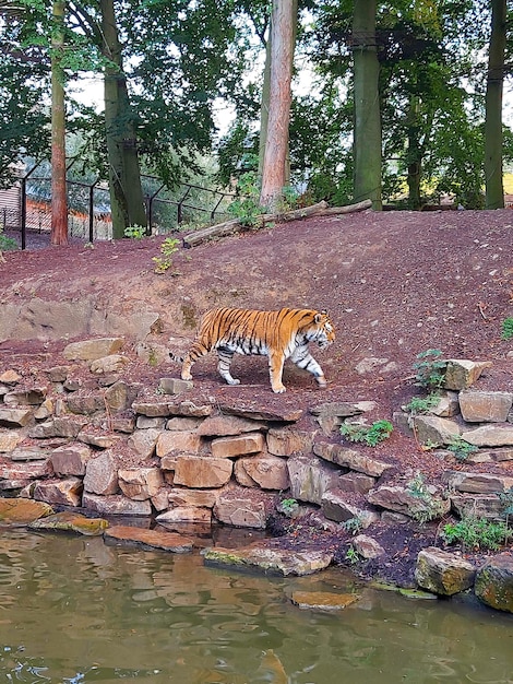 Foto majestueux tigre sauvage dans son habitat naturel (tigre selvaggio nel suo habitat naturale)