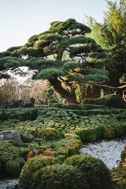 Majestueuze bomen in een Chinese tuin in het voorjaar