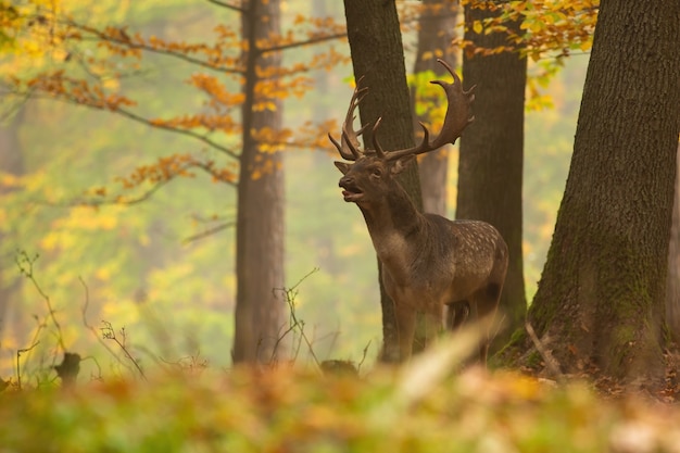 Majestueuze damherten hert brullen in het bos in de herfst.