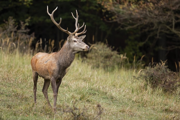 Majestueuze edelherten, cervus elaphus, staande in bos in de herfst natuur