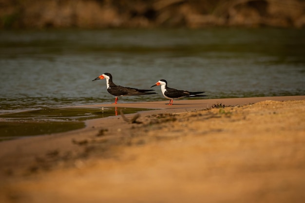 Majestueuze en kleurrijke vogel in de natuur habitat Vogels van noordelijke Pantanal wilde brasil braziliaanse dieren in het wild vol groene jungle Zuid-Amerikaanse natuur en wildernis