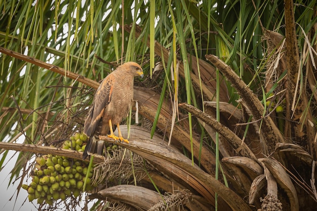 Foto majestueuze en kleurrijke vogel in de natuur habitat vogels van noordelijke pantanal wilde brasil braziliaanse dieren in het wild vol groene jungle zuid-amerikaanse natuur en wildernis