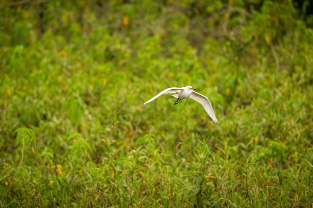 Majestueuze en kleurrijke vogel in de natuur habitat Vogels van noordelijke Pantanal wilde brasil braziliaanse dieren in het wild vol groene jungle Zuid-Amerikaanse natuur en wildernis