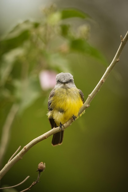 Majestueuze en kleurrijke vogel in de natuur habitat Vogels van noordelijke Pantanal wilde brasil braziliaanse dieren in het wild vol groene jungle Zuid-Amerikaanse natuur en wildernis